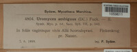 Uromyces ambiguus image
